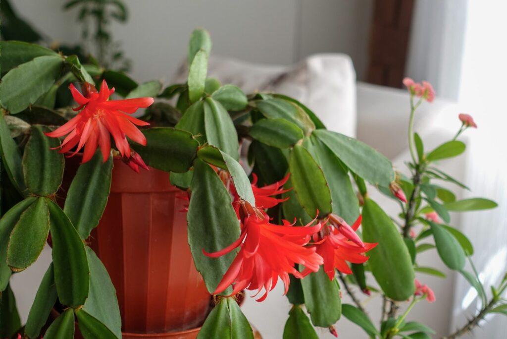 Christmas Cactus in a pot