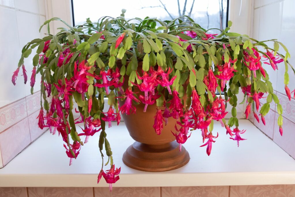 Christmas Cactus in a pot by the window