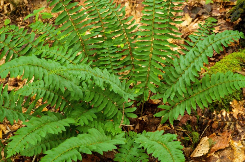 10 Low-Maintenance Ground Cover Plants For Your Sloped Landscape