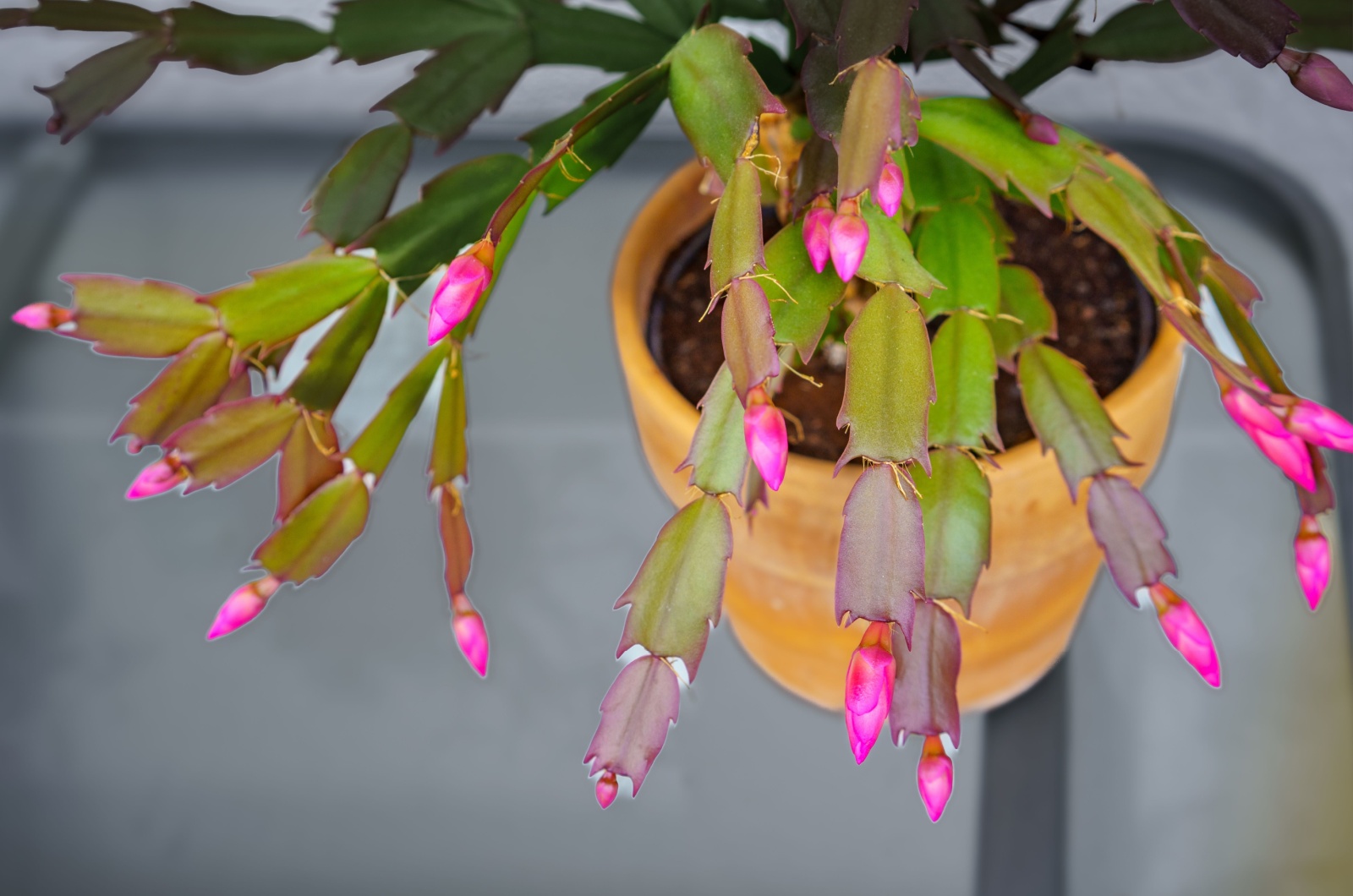 Christmas cactus blooming