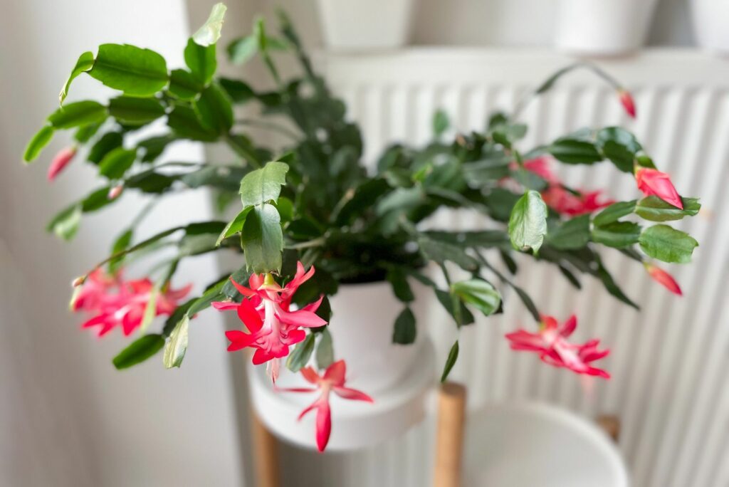 Christmas cactus blooms in a pot