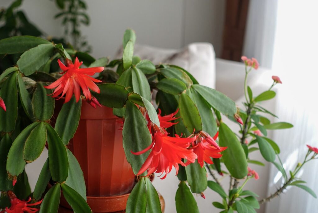 Christmas cactus in an orange pot