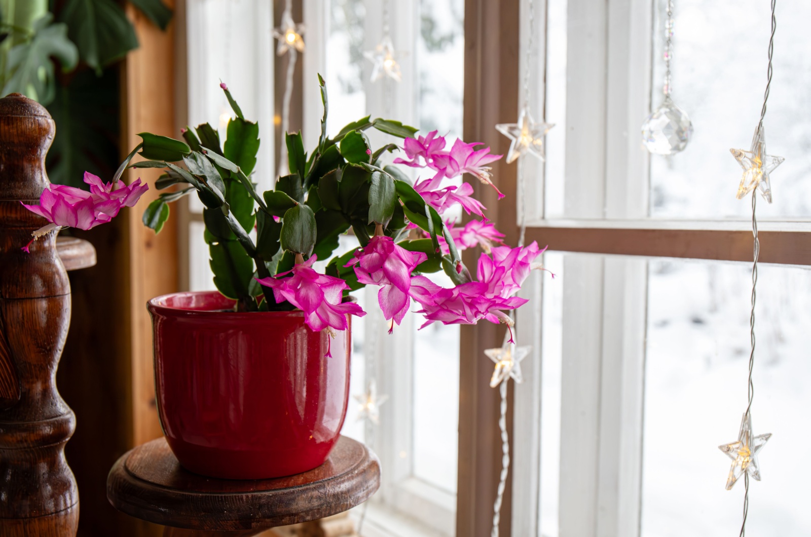 Christmas cactus on window