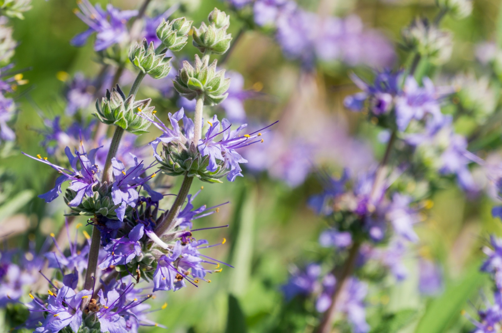 Cleveland sage flower