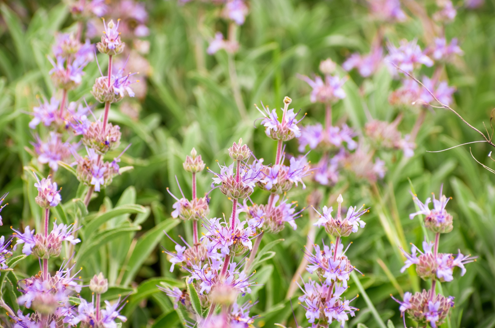 Close up of Cleveland sage