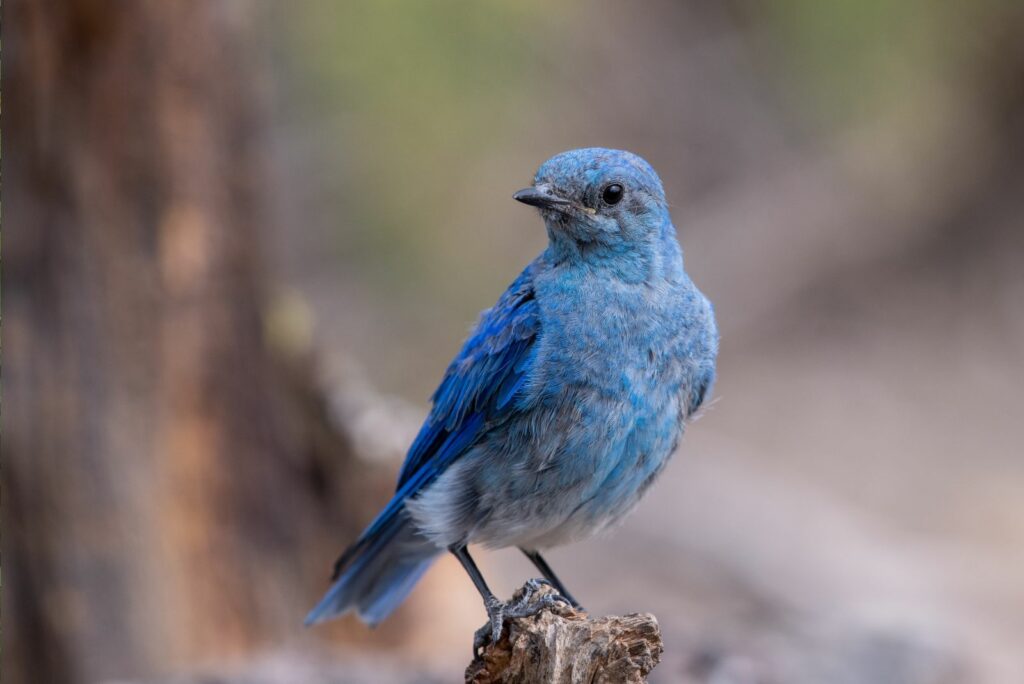 Closeup of a mountain bluebird