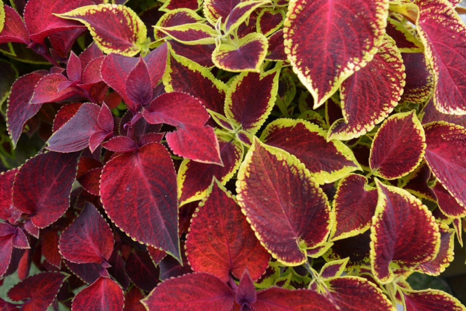 Coleus