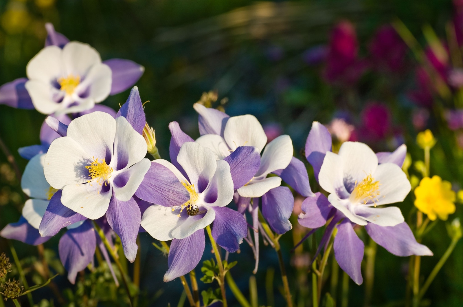 Columbines