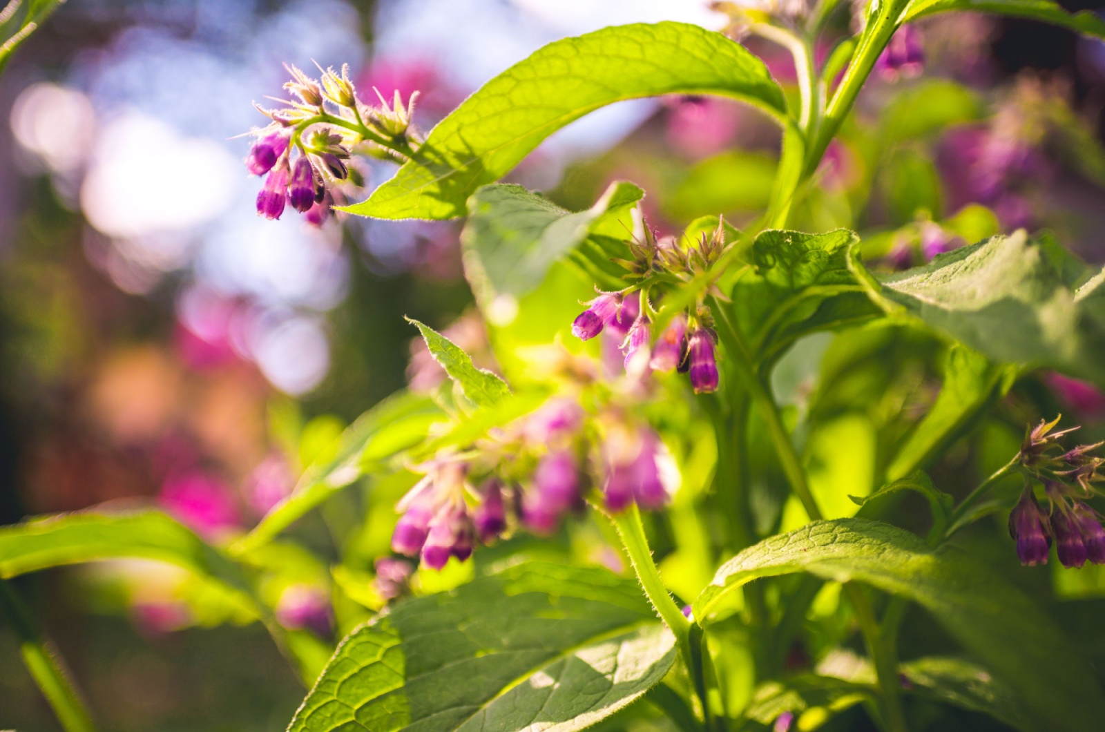 Comfrey