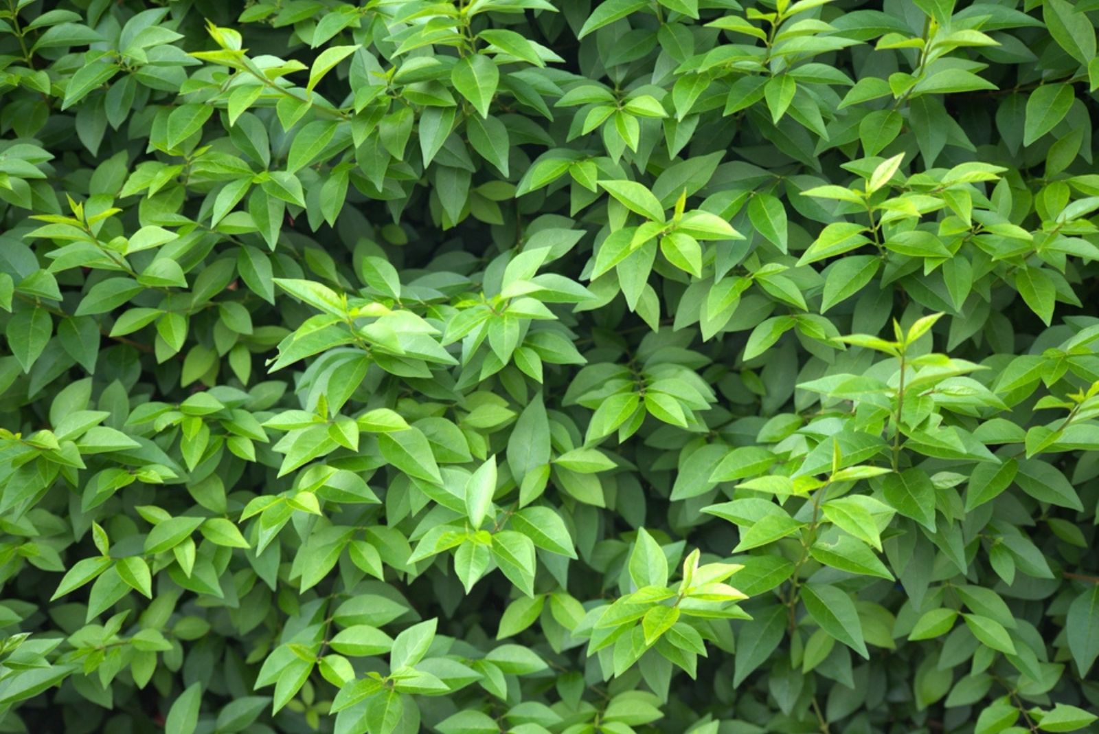 Common privet hedge plant,