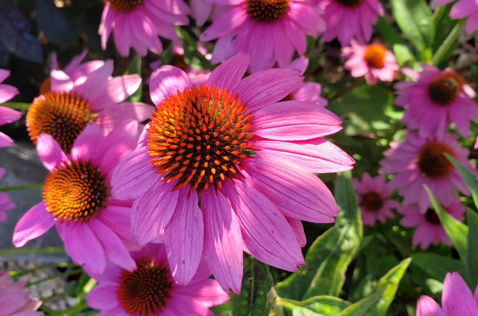 Coneflower