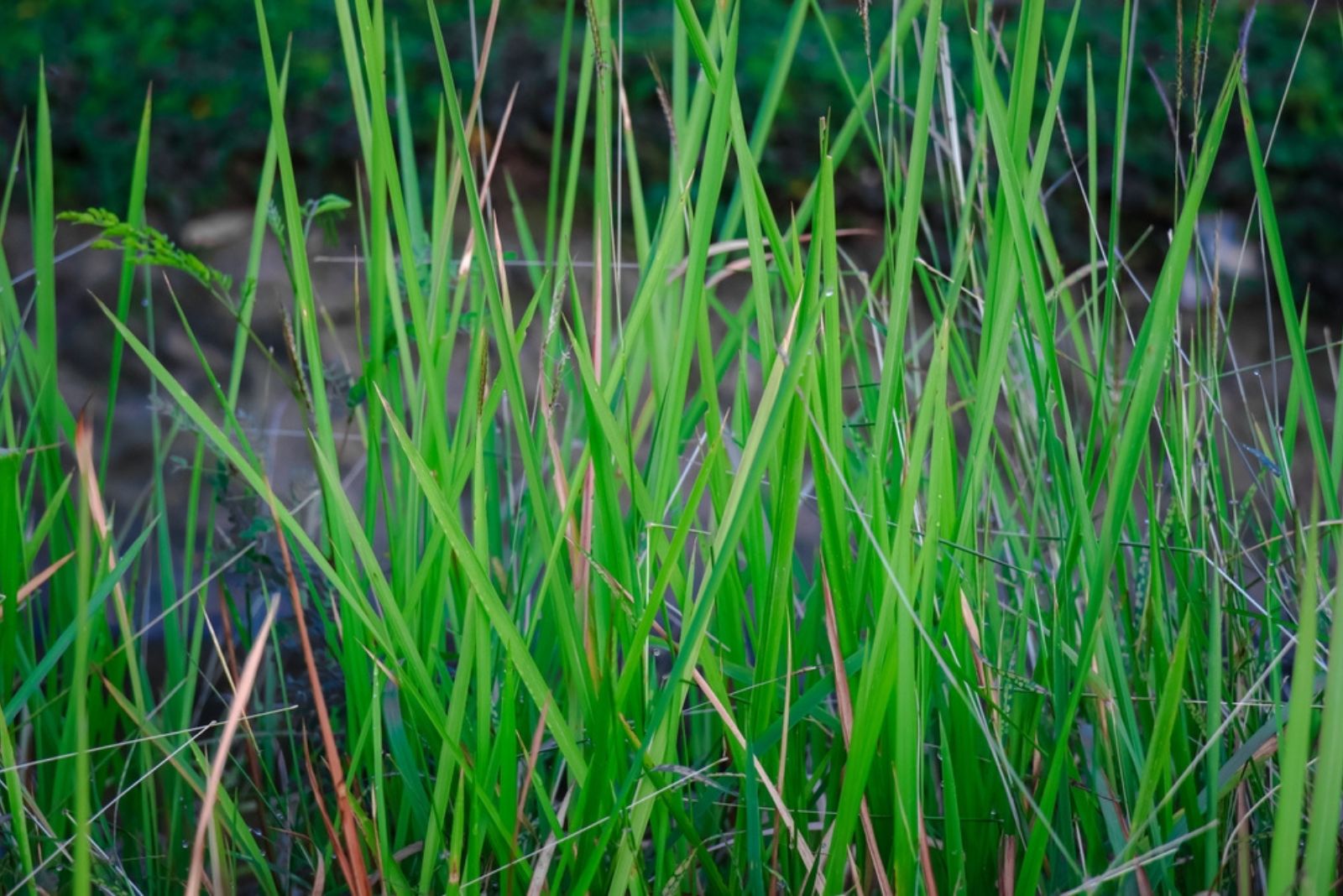 Cool-season Weeds