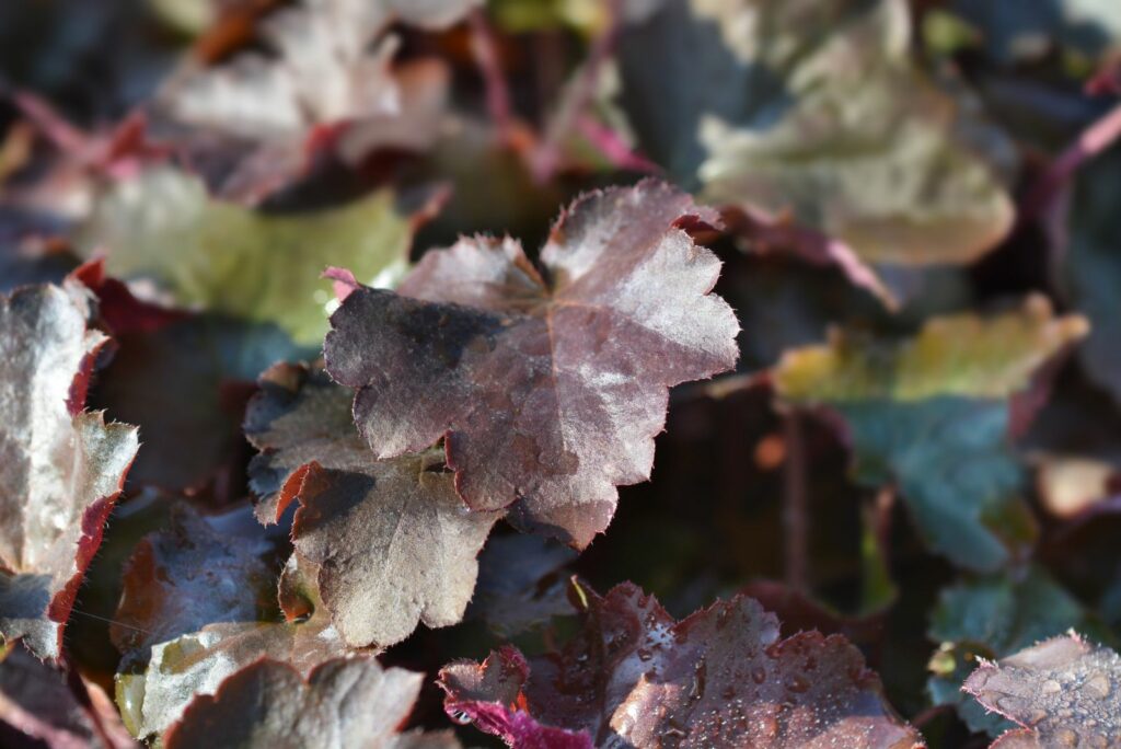 Coral Bells