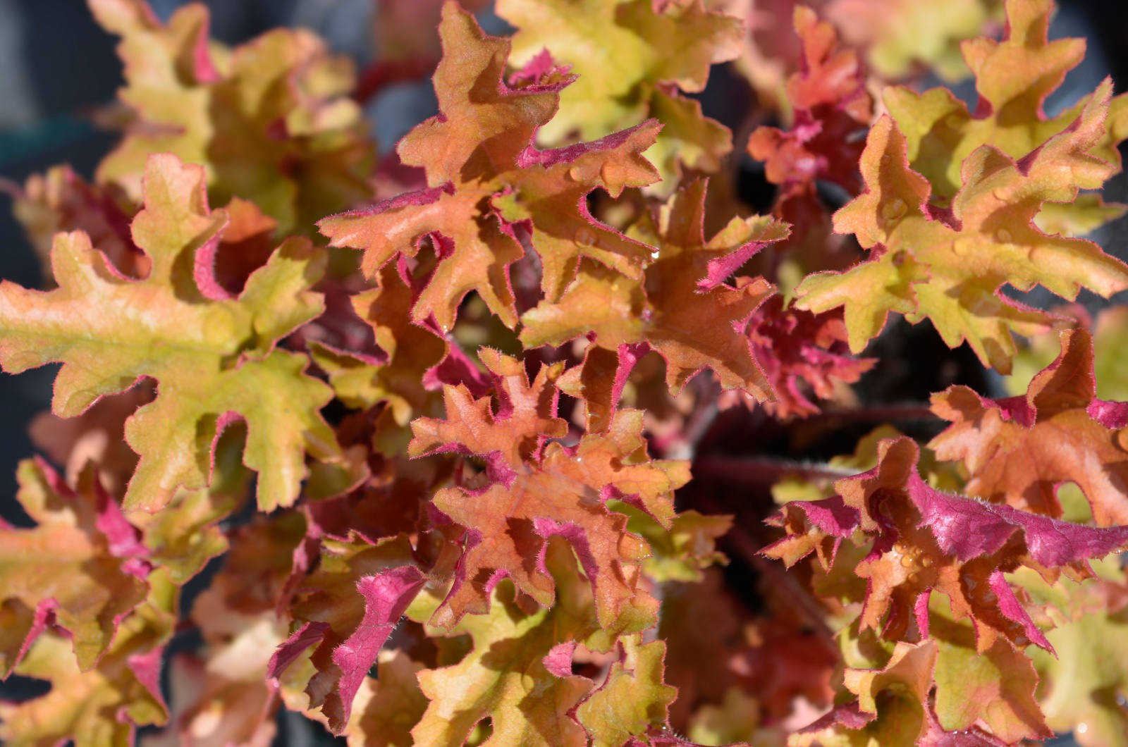 Coral Bells