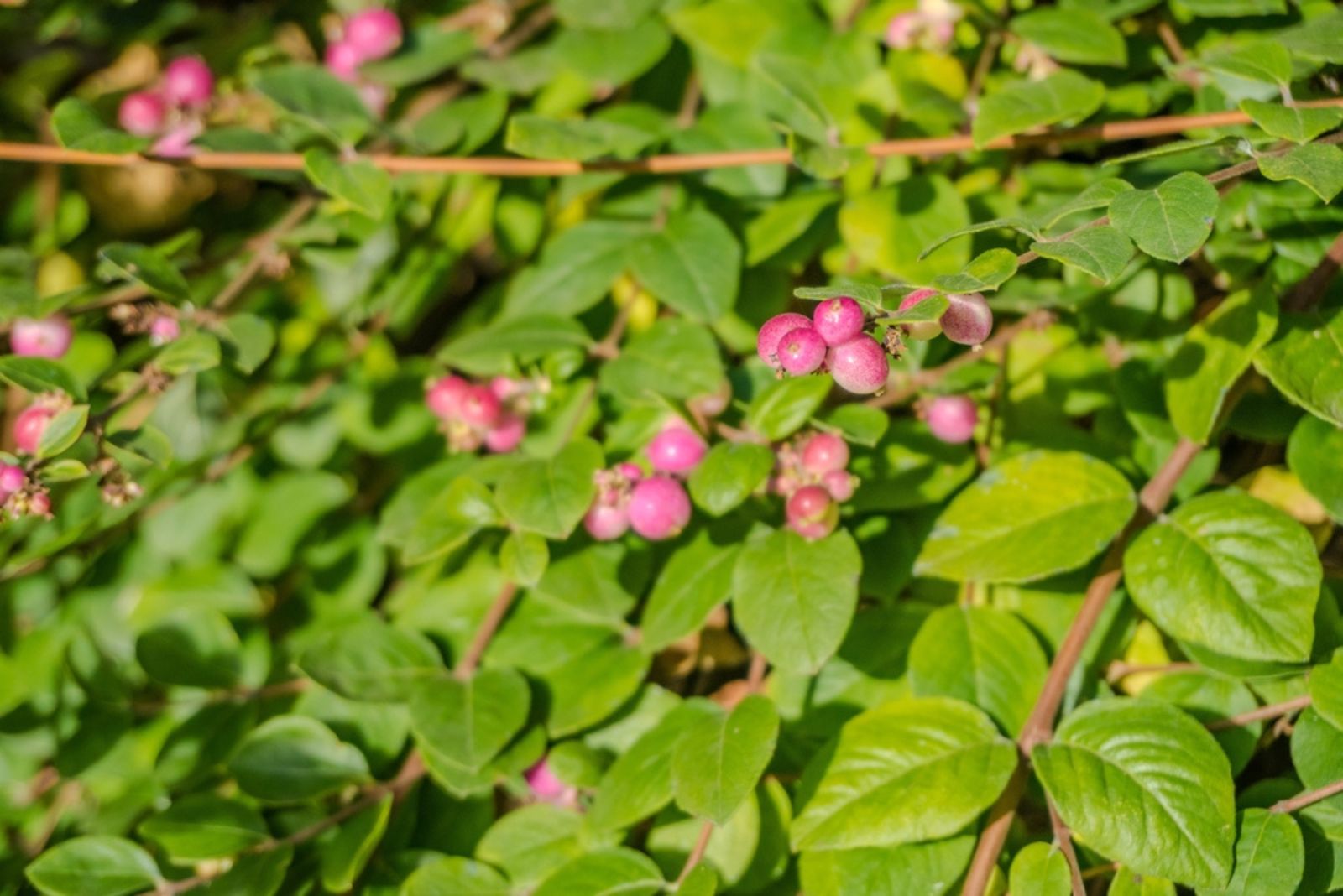 Coralberry 