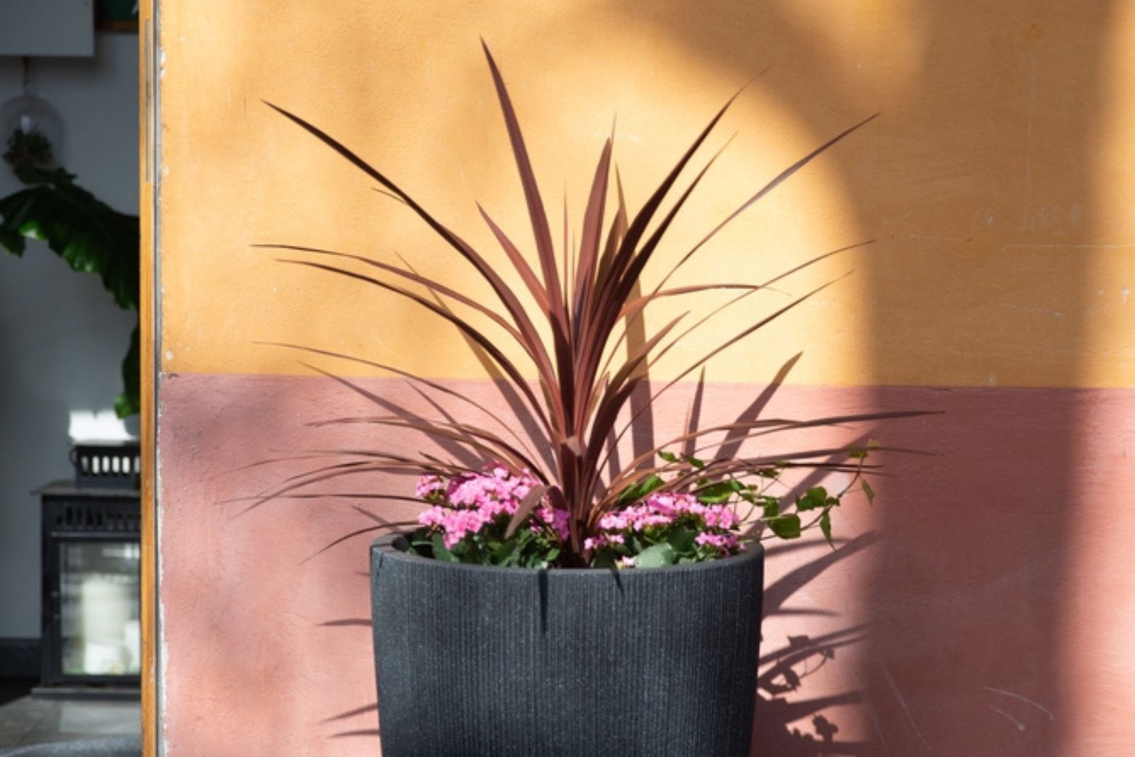 Cordyline ‘Pink Passion’