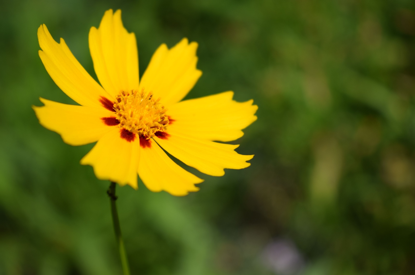 Coreopsis