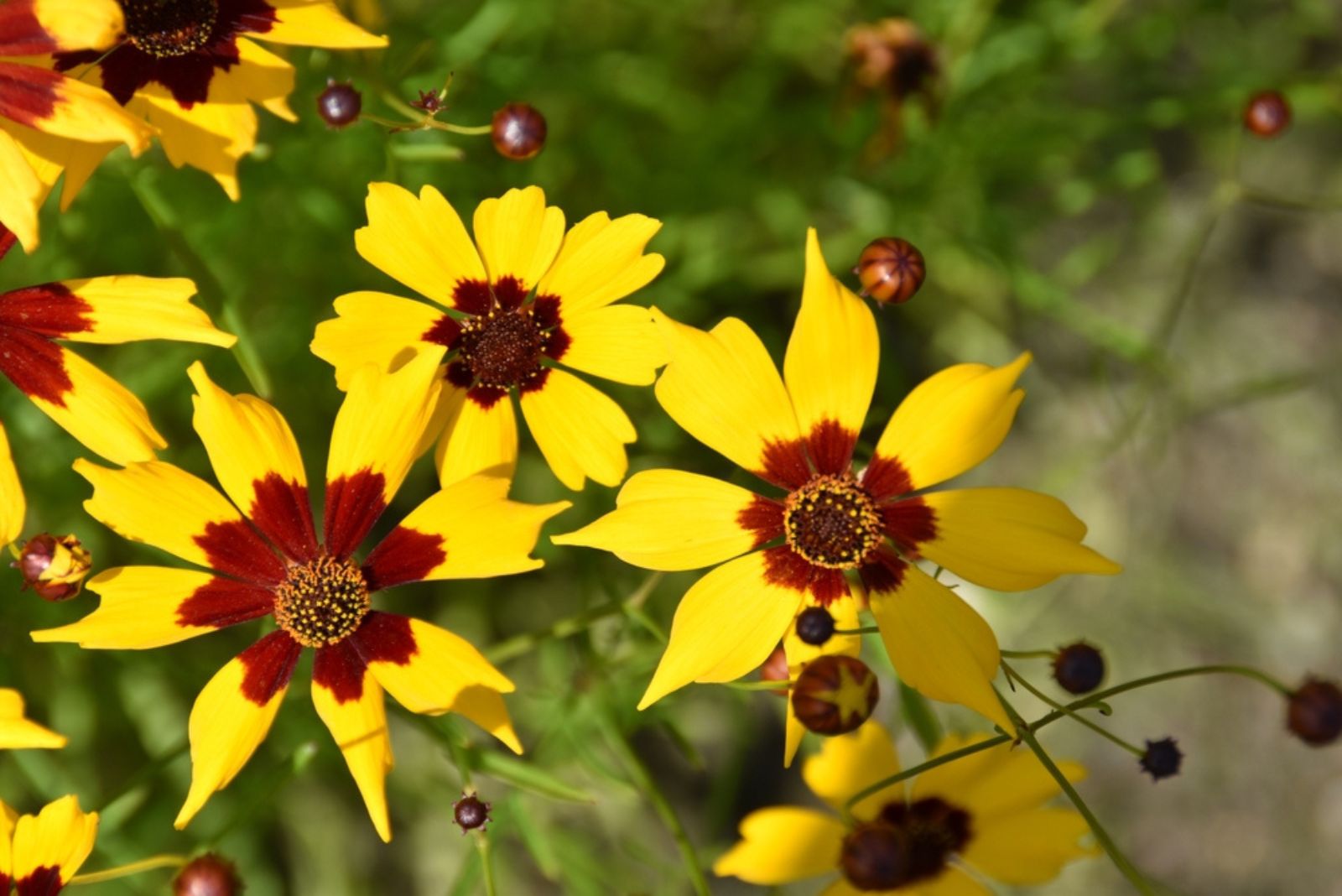 Coreopsis