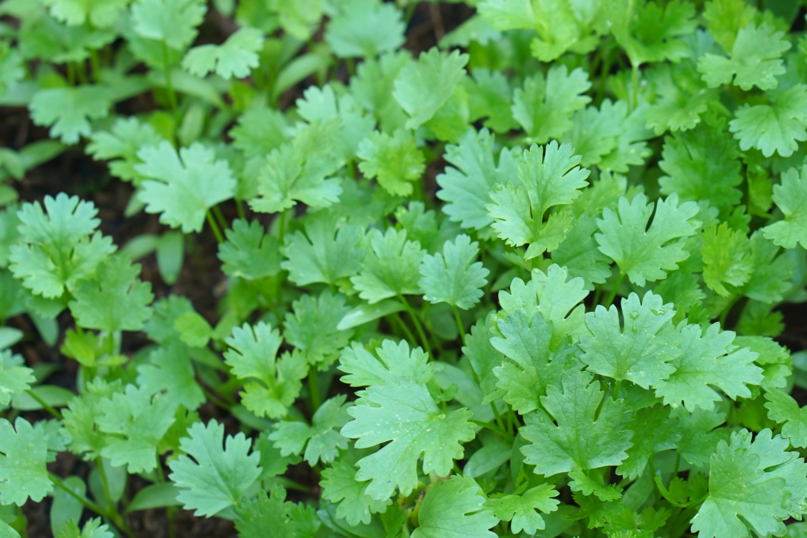 Coriander