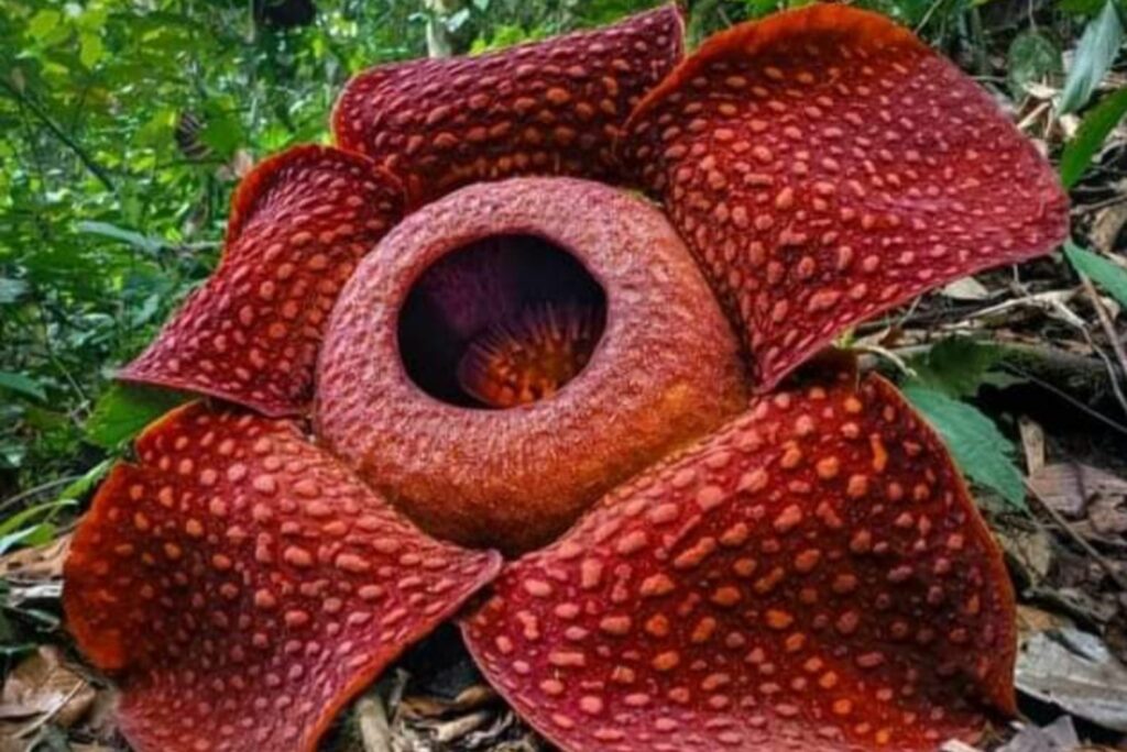 Corpse Flower