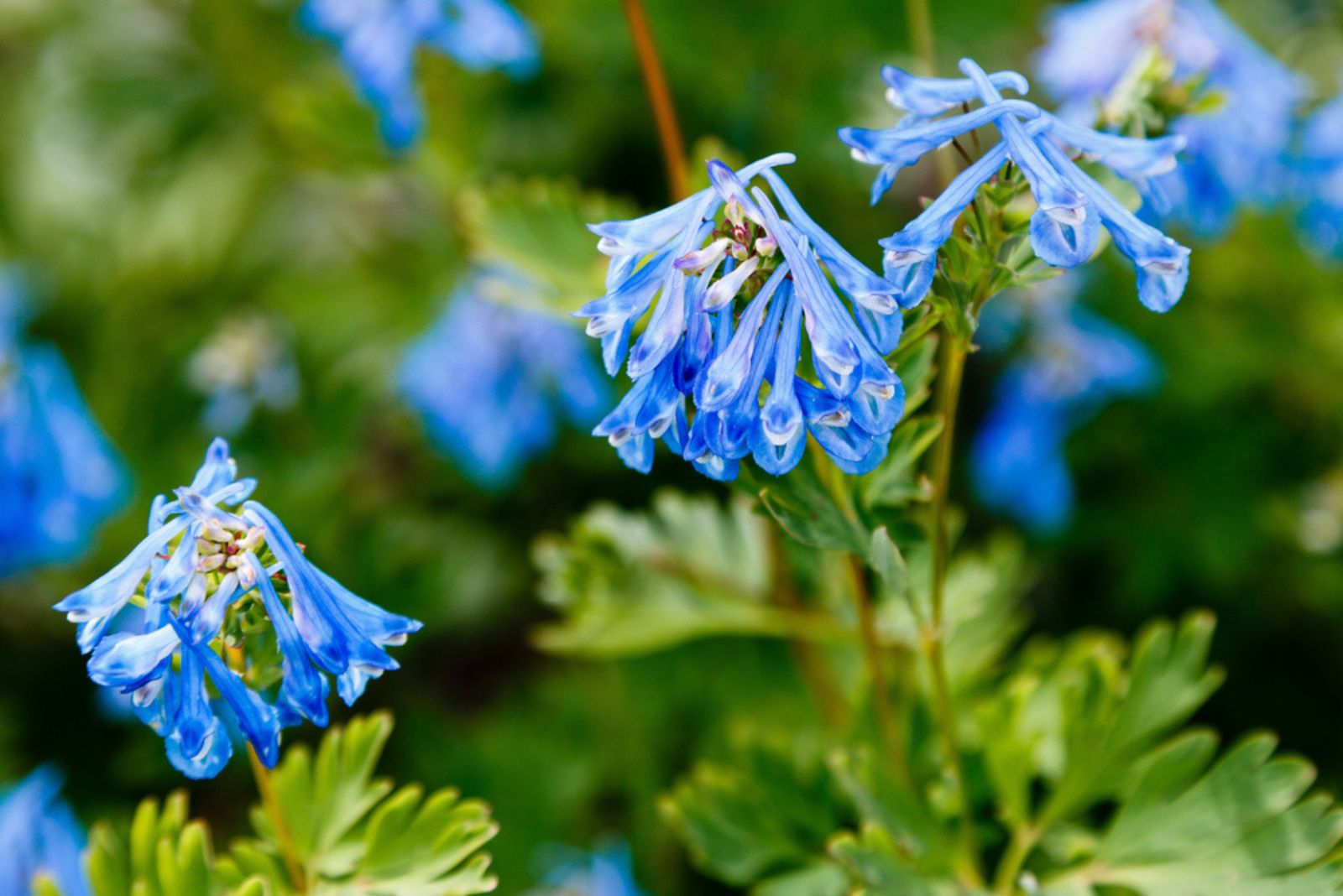 Corydalis Flexuosa