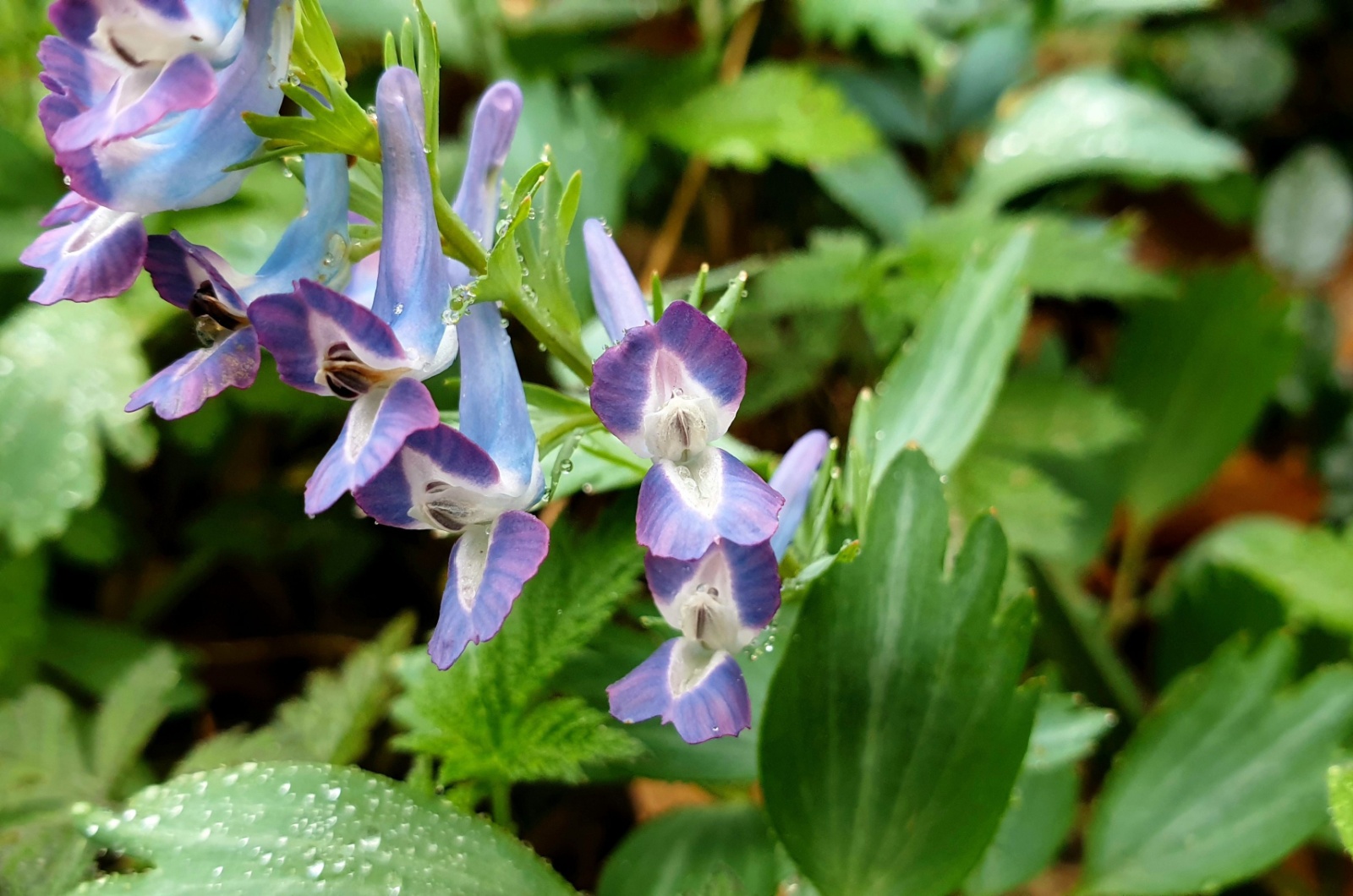 Corydalis