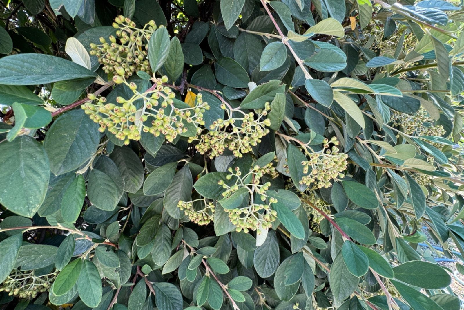 Cotoneaster coriaceus green leaves