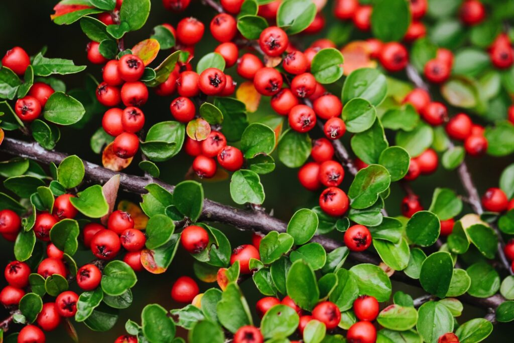 Cotoneaster dammeri