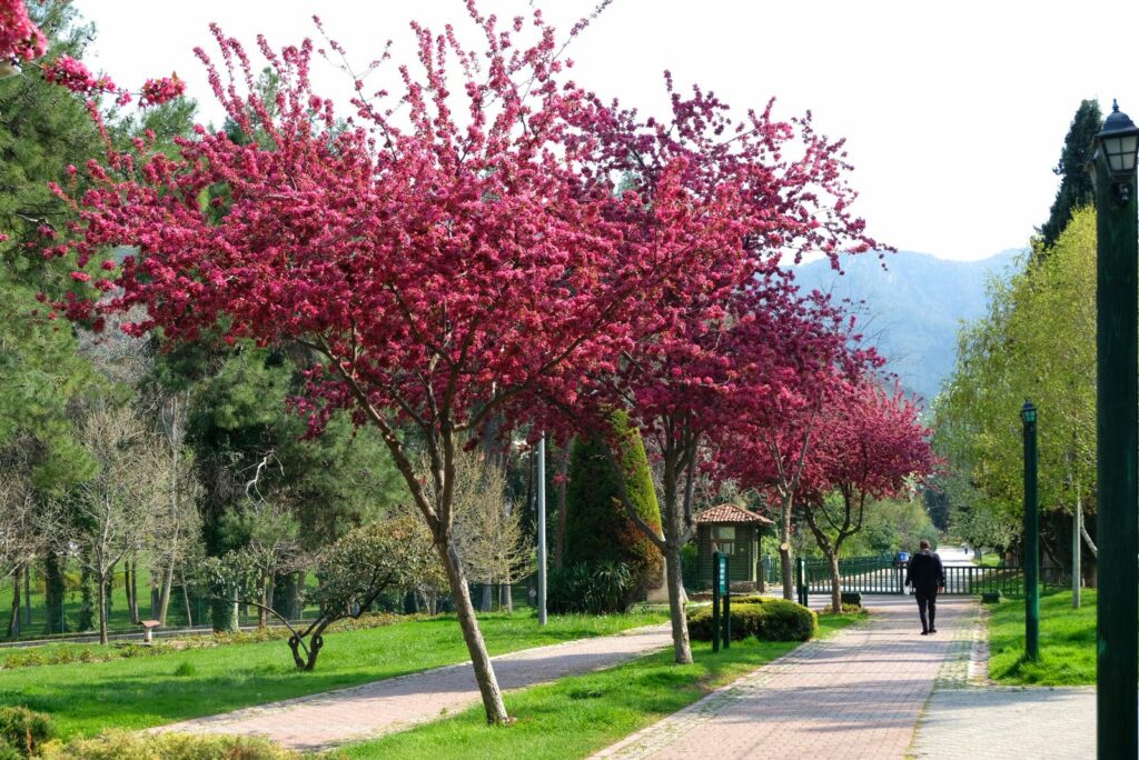 Crabapple Trees