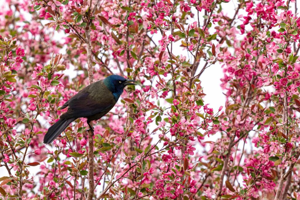 Crabapple tree in early Springtime