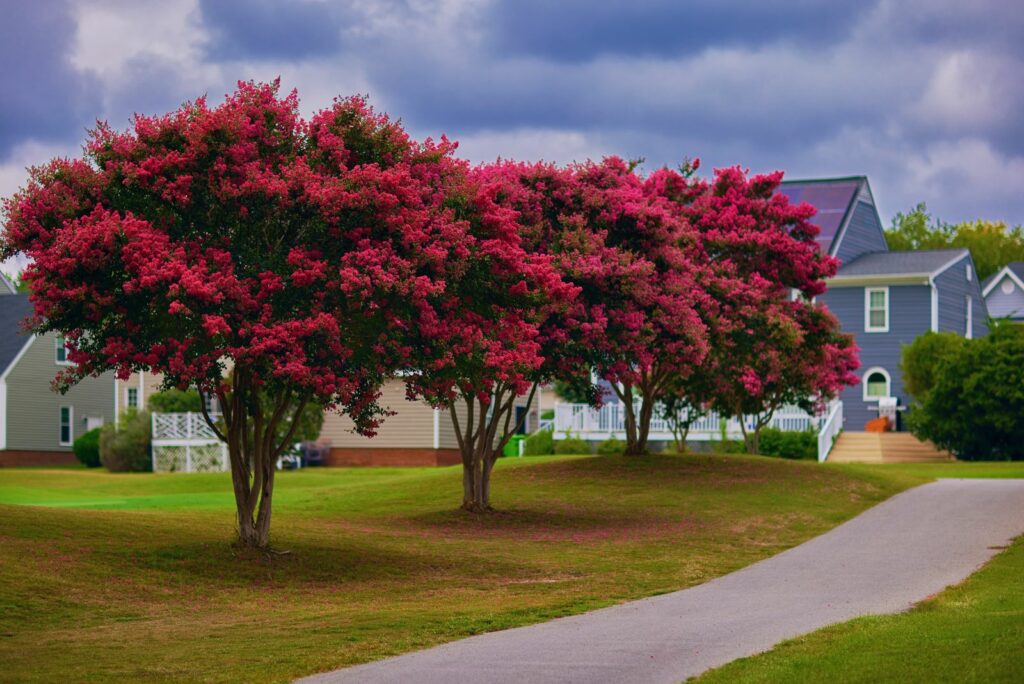 Crape Myrtle