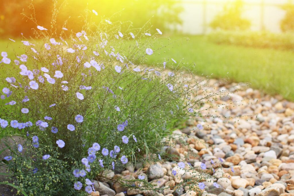 Creek Rock Garden