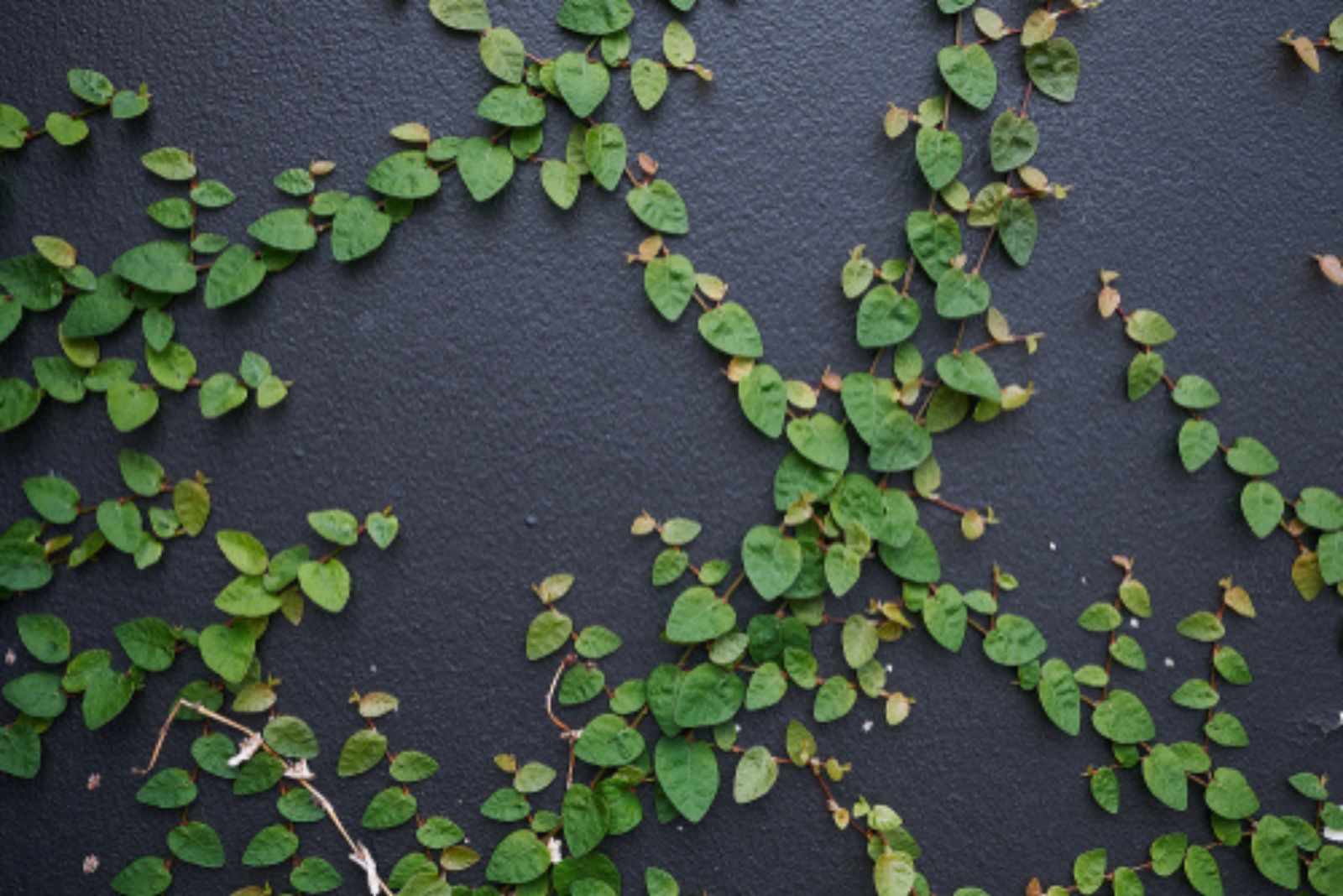 Creeping Ivy plant on wall