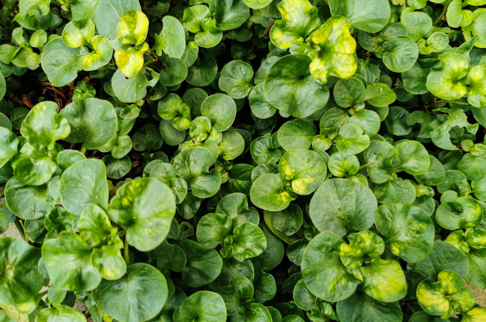 Creeping Jenny