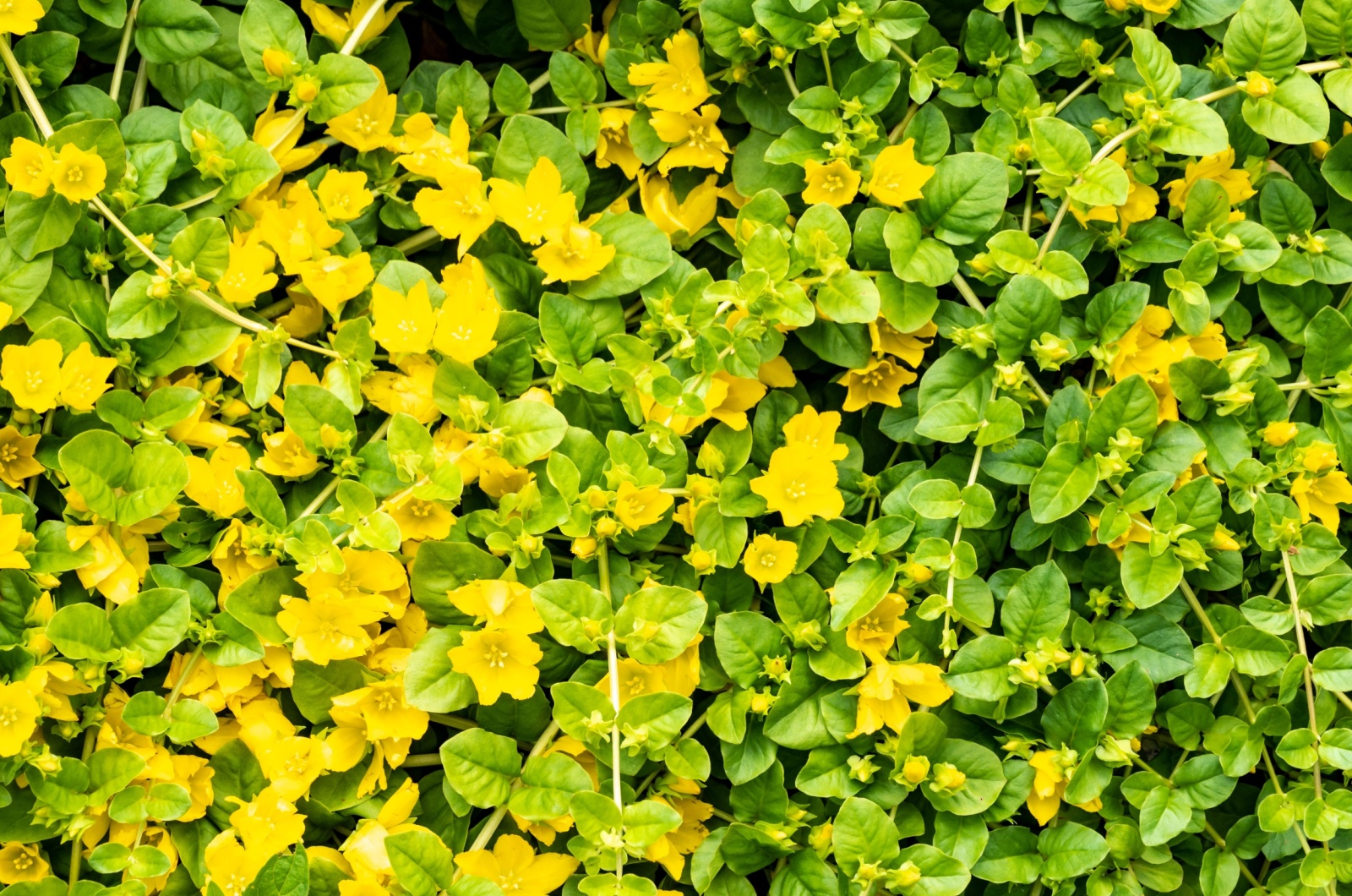 Creeping Jenny