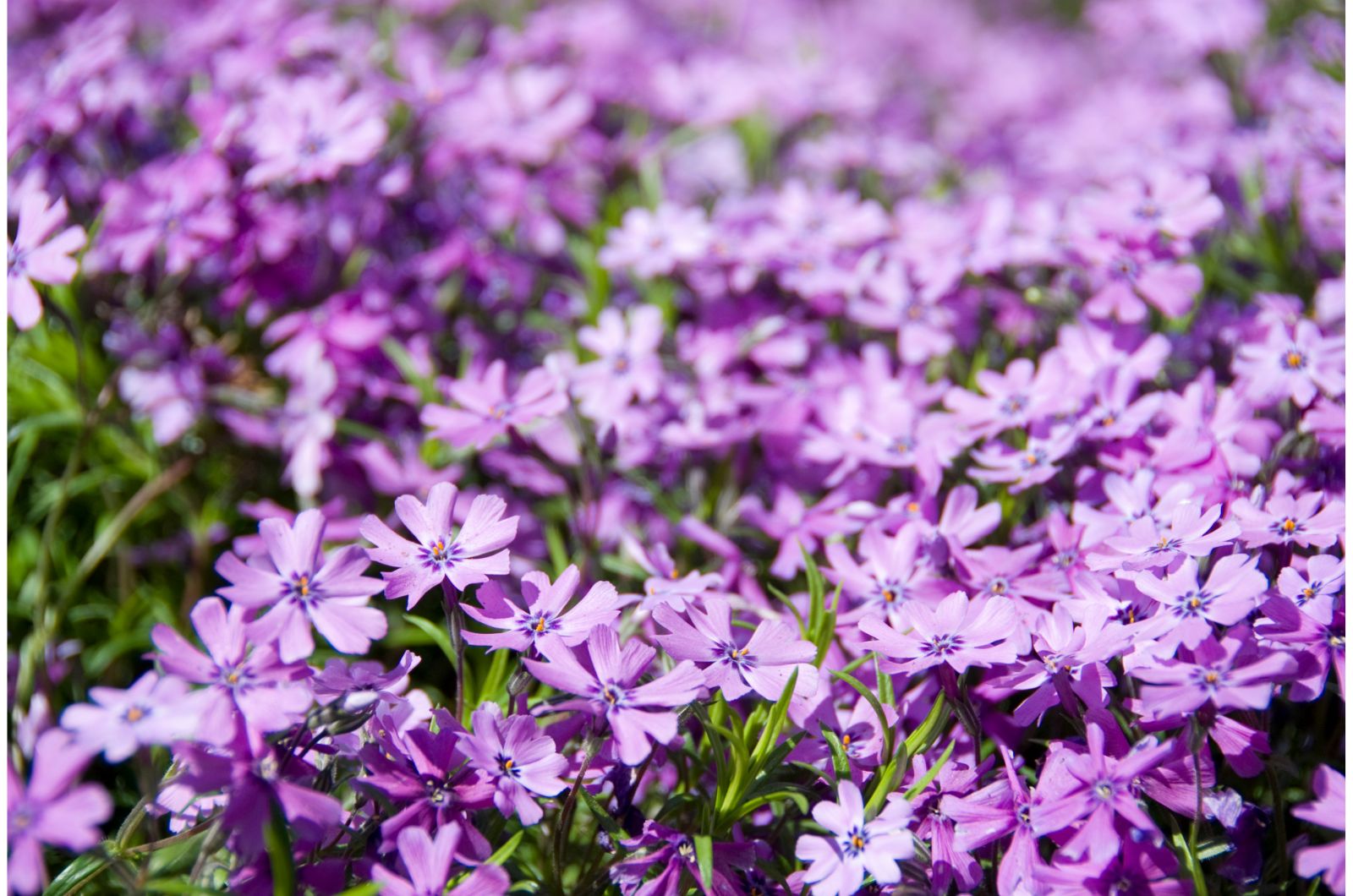 creeping phlox