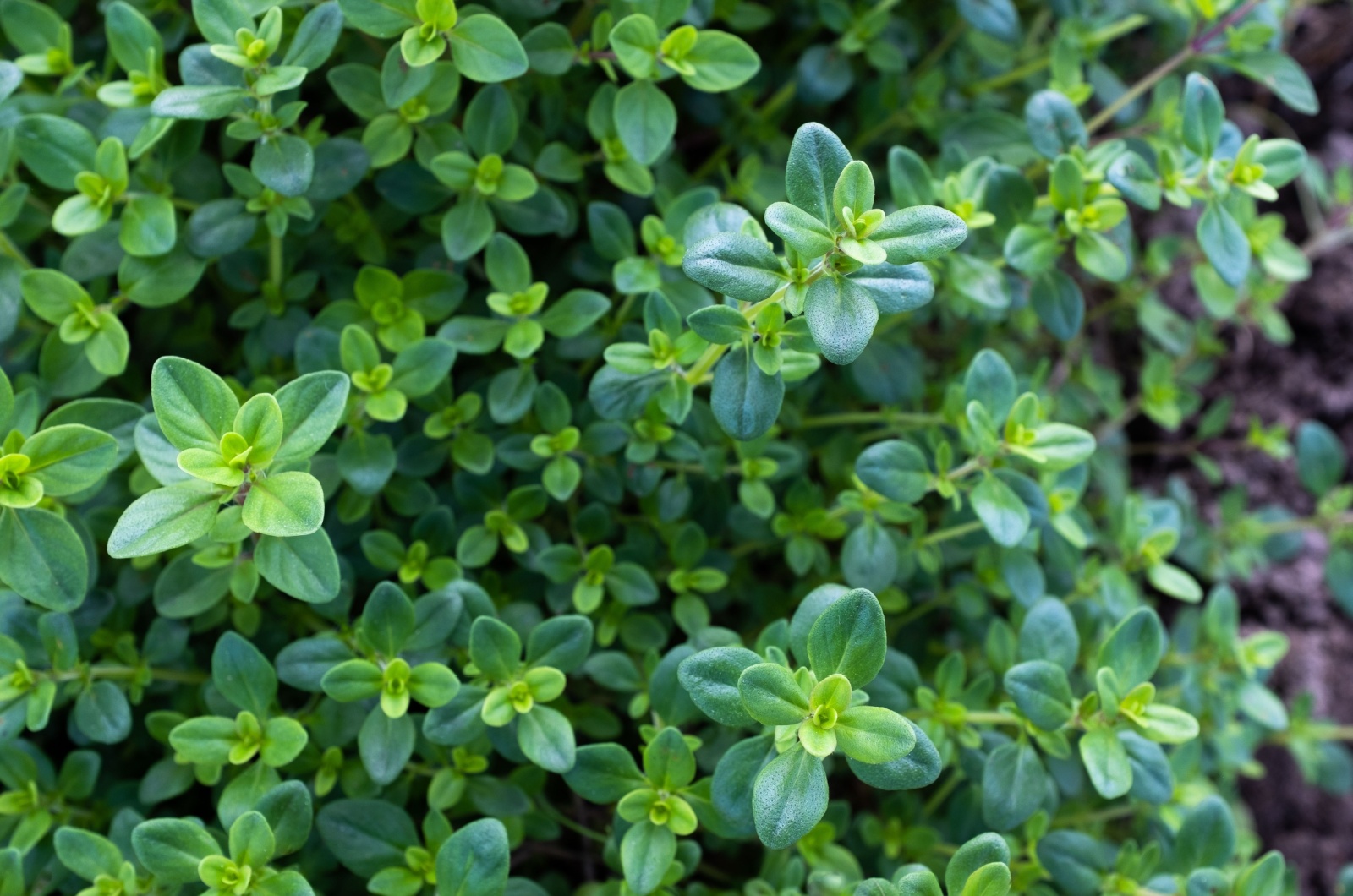 Creeping Thyme