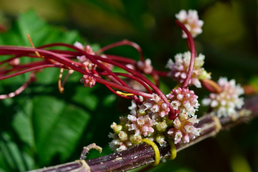 Cuscuta