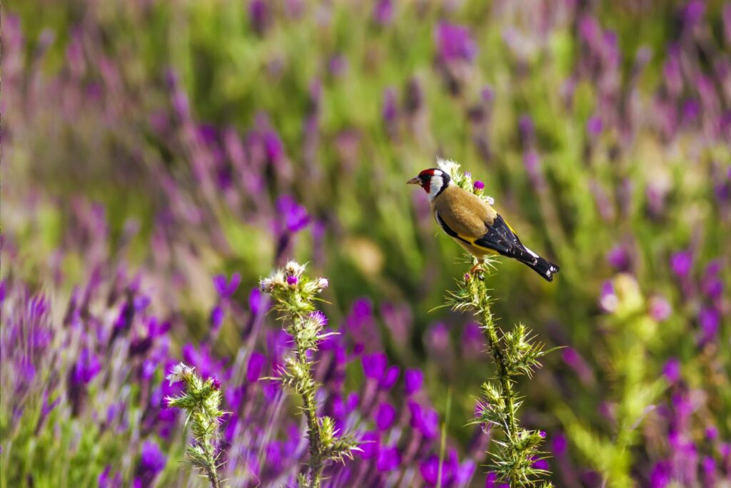 Cute little bir lavender