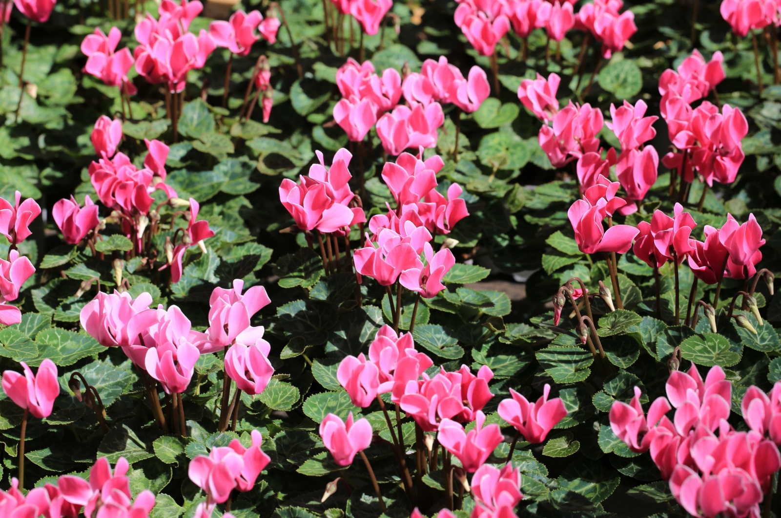 Cyclamen