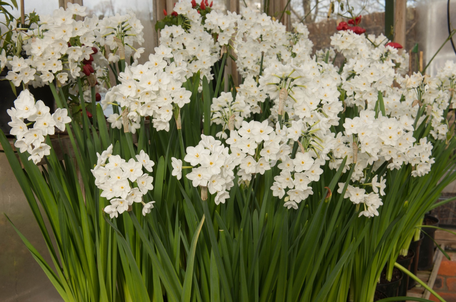 Daffodils 'Paperwhite'