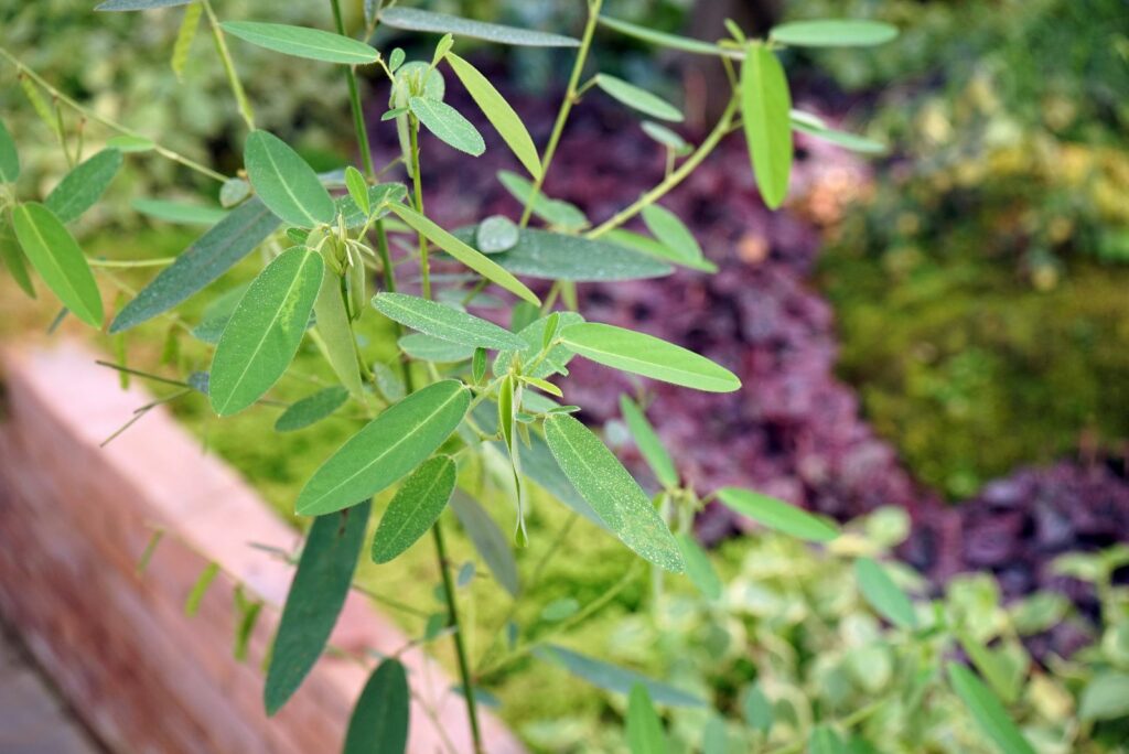 Dancing Plant