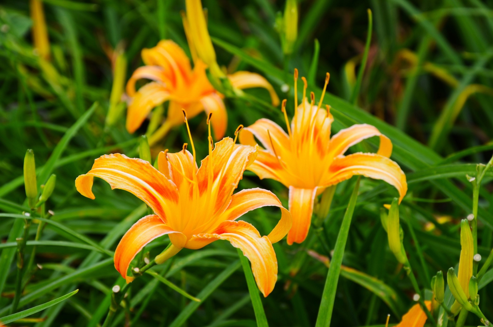 Daylilies