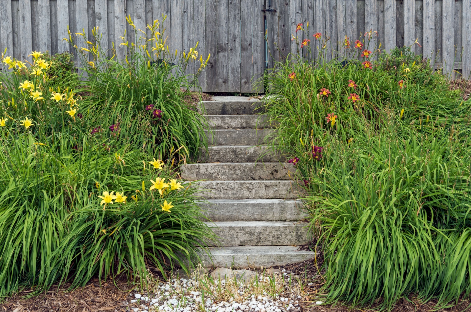 Daylilies