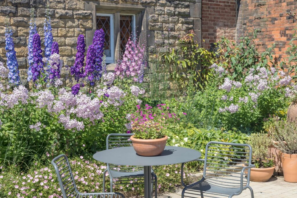 Delphinium in the garden in front of the house