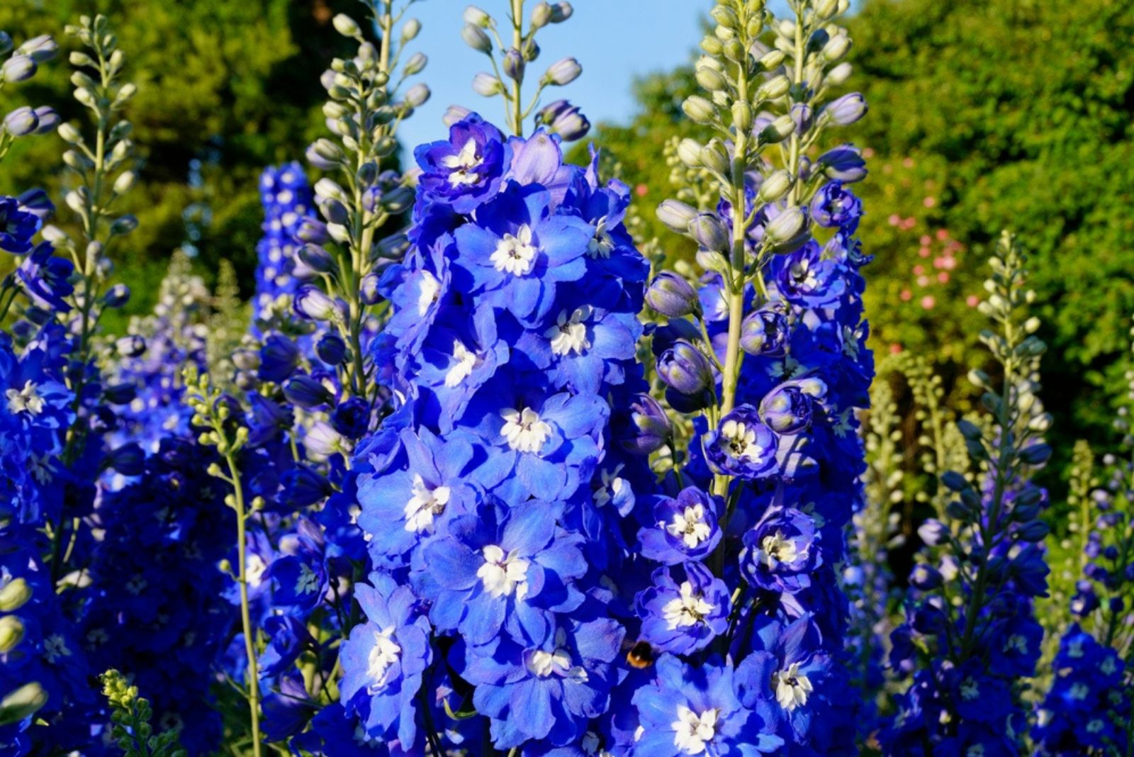 Delphiniums