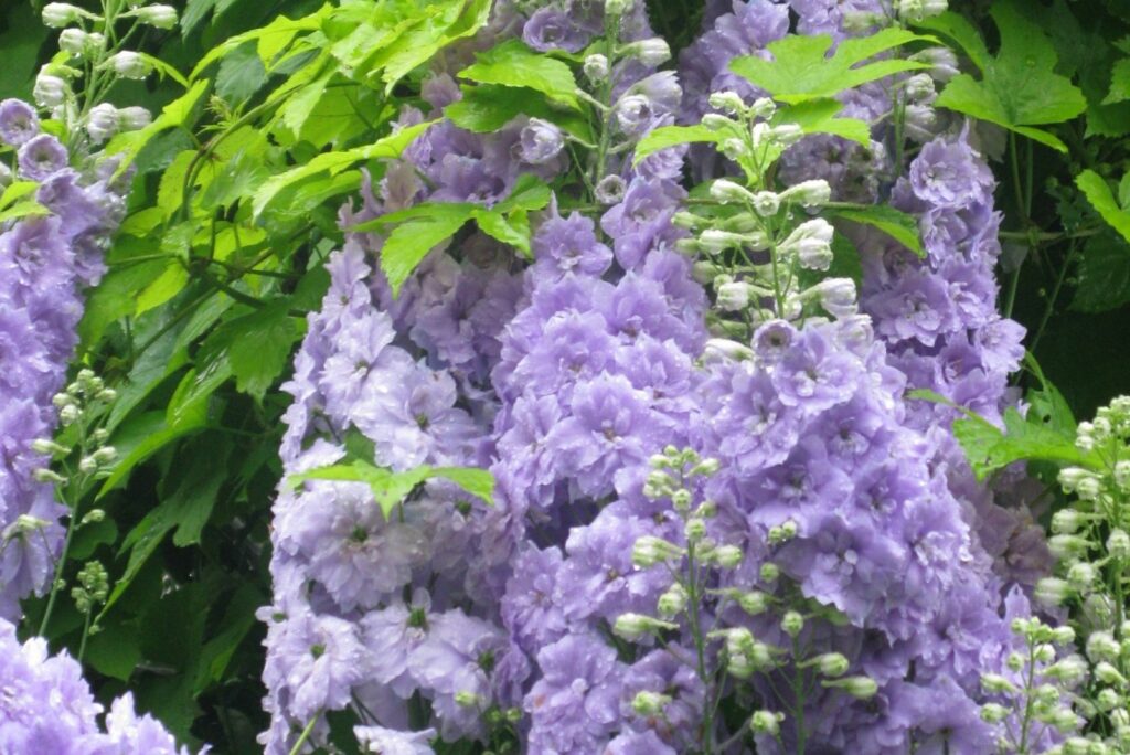 Dense flowers in bloom