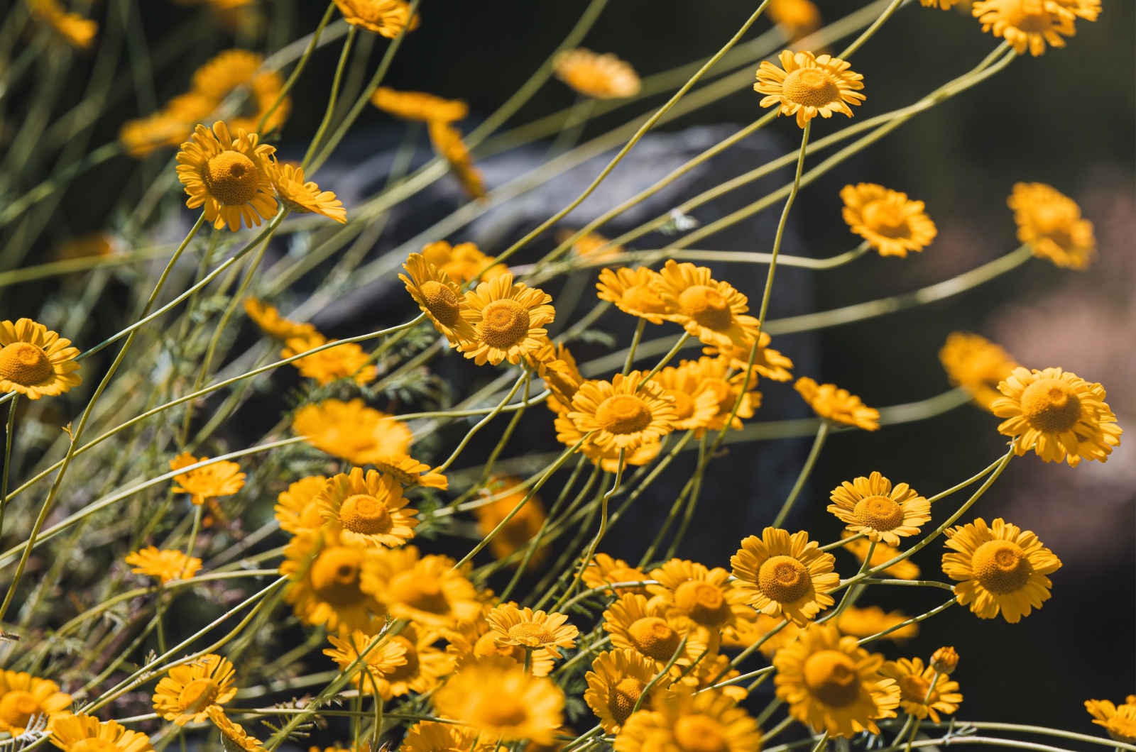 Desert Marigold