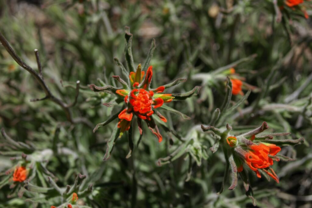 Desert Marigold