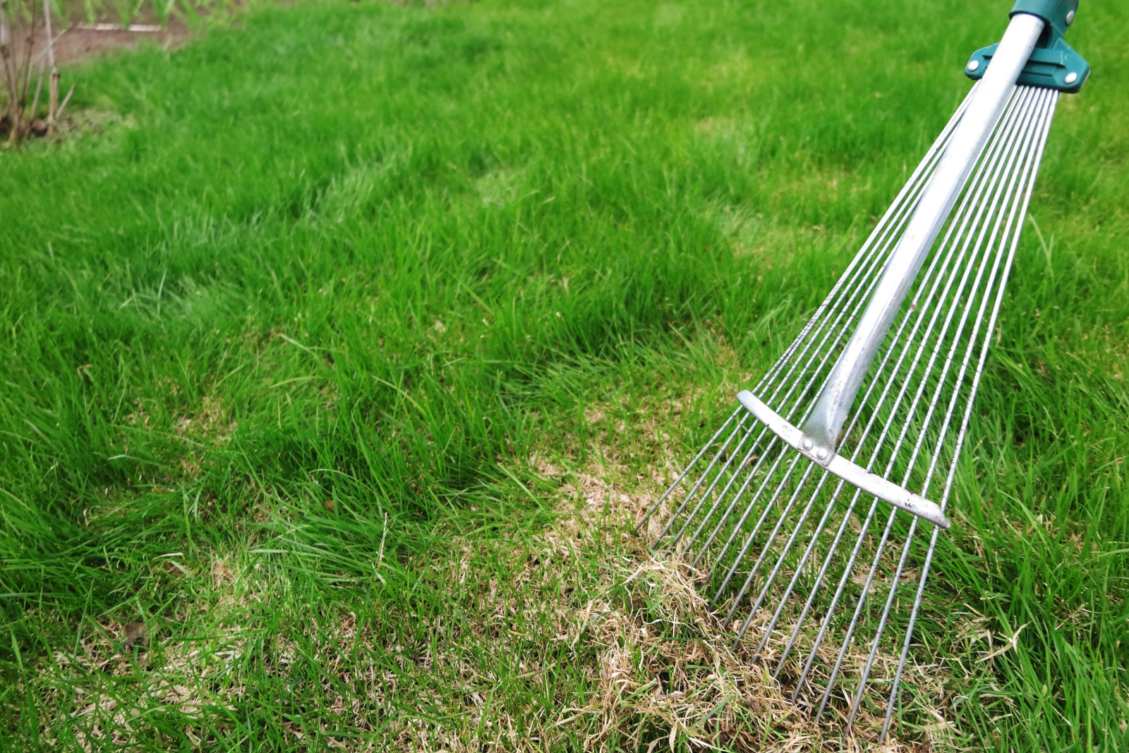 Dethatching lawn with a lawn rake